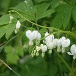 Lamprocapnos spectabilis Облик