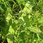 Lepidium draba Levél