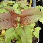 Monarda fistulosa 叶