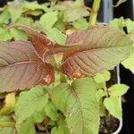 Monarda fistulosa Blatt