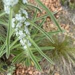 Cryptantha virgata Leht