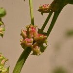 Rumex spinosus Vrucht