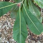Banksia robur पत्ता