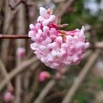 Viburnum × bodnantense花