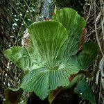 Platycerium elephantotis Other