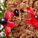 Clerodendrum trichotomum Vili