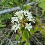 Ledum groenlandicum Flower