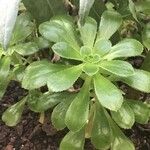 Aeonium arboreum Leaf