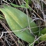 Ophrys fusca Leaf
