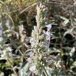 Salvia apiana Flower
