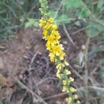 Agrimonia eupatoria Flor