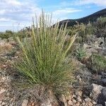 Macrochloa tenacissima Floare