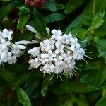 Plocama calabrica Flower