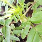 Kalanchoe prolifera Leaf