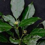 Dendropanax australis