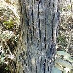 Gmelina evoluta Corteza