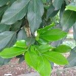 Inga laurina Leaf