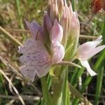 Dactylorhiza maculata Flor