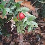 Ruscus aculeatusFruit