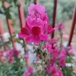 Antirrhinum australeЦвят