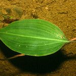 Prescottia stachyodes Hoja