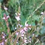 Verbena officinalis Flower