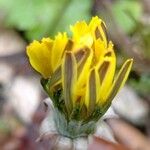 Crepis pygmaea 花
