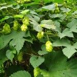 Humulus lupulus Hoja