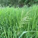 Bromus inermis Fruit