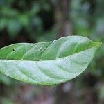 Tabernaemontana persicariifolia Leaf