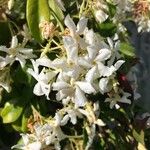 Trachelospermum jasminoides花