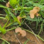 Commelina reptans പുഷ്പം