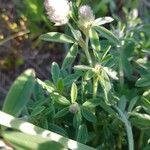 Trifolium arvense Bloem