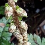 Polystichum makinoi Leaf