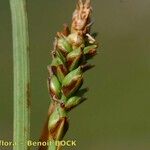 Carex vaginata Fruit