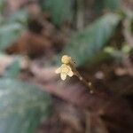 Sorindeia juglandifolia Floro