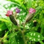 Pulmonaria affinis Fula