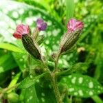 Pulmonaria affinis Květ