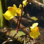 Utricularia australis 花