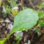 Dahlia tenuicaulis Blad