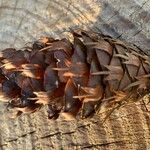 Pseudotsuga menziesii Gyümölcs