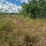 Festuca lemanii Hábitos