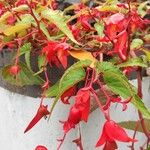 Begonia boliviensis Характер