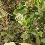 Glycosmis pentaphylla Flower