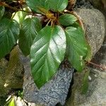 Begonia mannii Лист