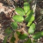 Protium heptaphyllum Leaf