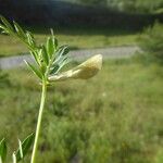 Vicia lutea Hàbitat