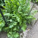 Sium sisarum Hoja