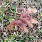 Acer truncatum Fruit