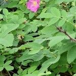 Rosa acicularis Flower